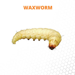 Mack's Natural Reptile Food 50 ct. Waxworm