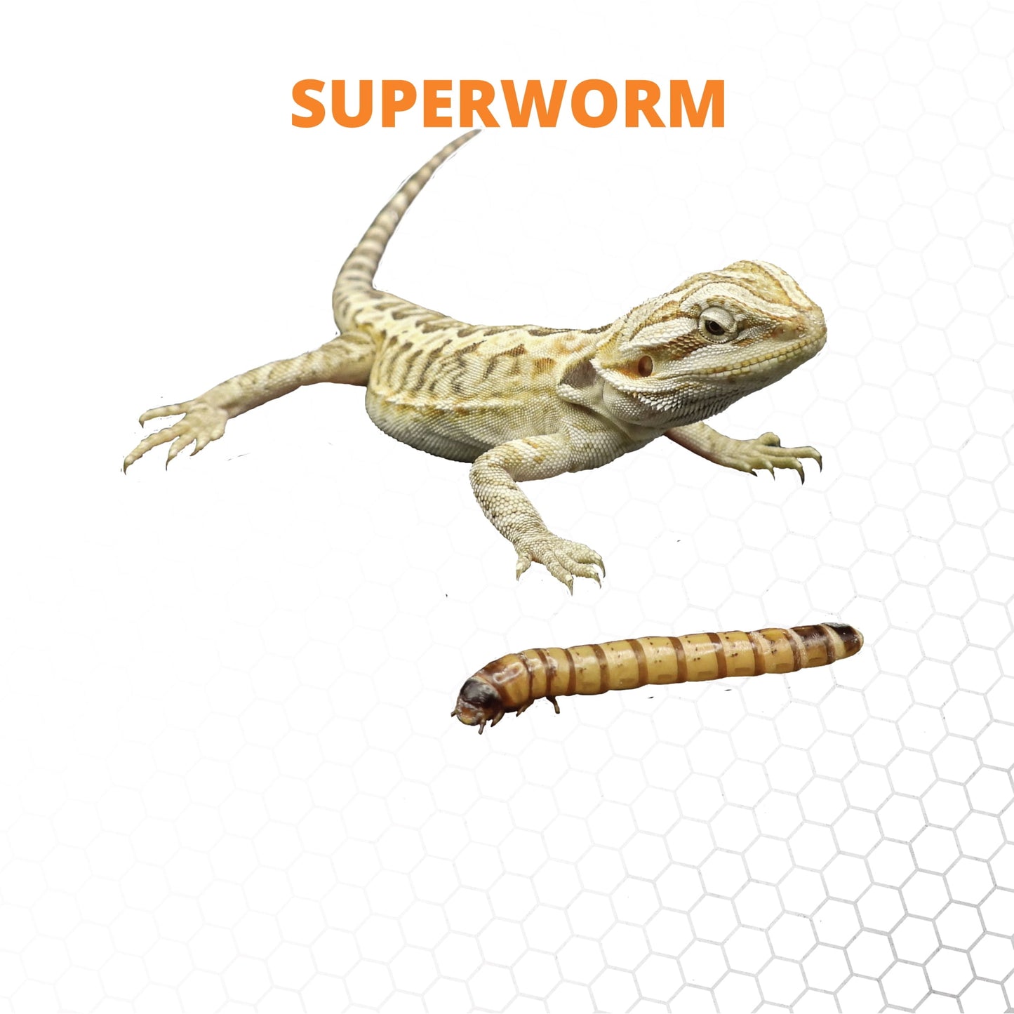 Mack's Natural Reptile Food 1 x box of 250 Large Superworms