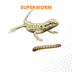 Mack's Natural Reptile Food 1 x box of 250 Large Superworms