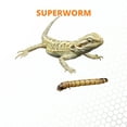 Mack's Natural Reptile Food 1 x Cup of 50 Large Superworms