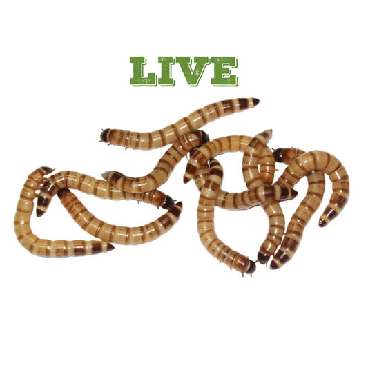 Mack's Natural Reptile Food 1 x box of 250 Large Superworms